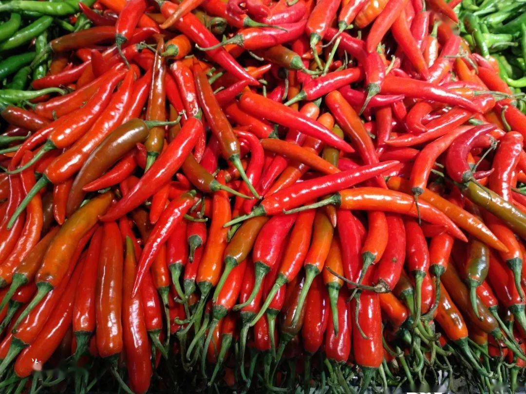 辣翻天永丰辣椒价格大涨堪比猪肉价