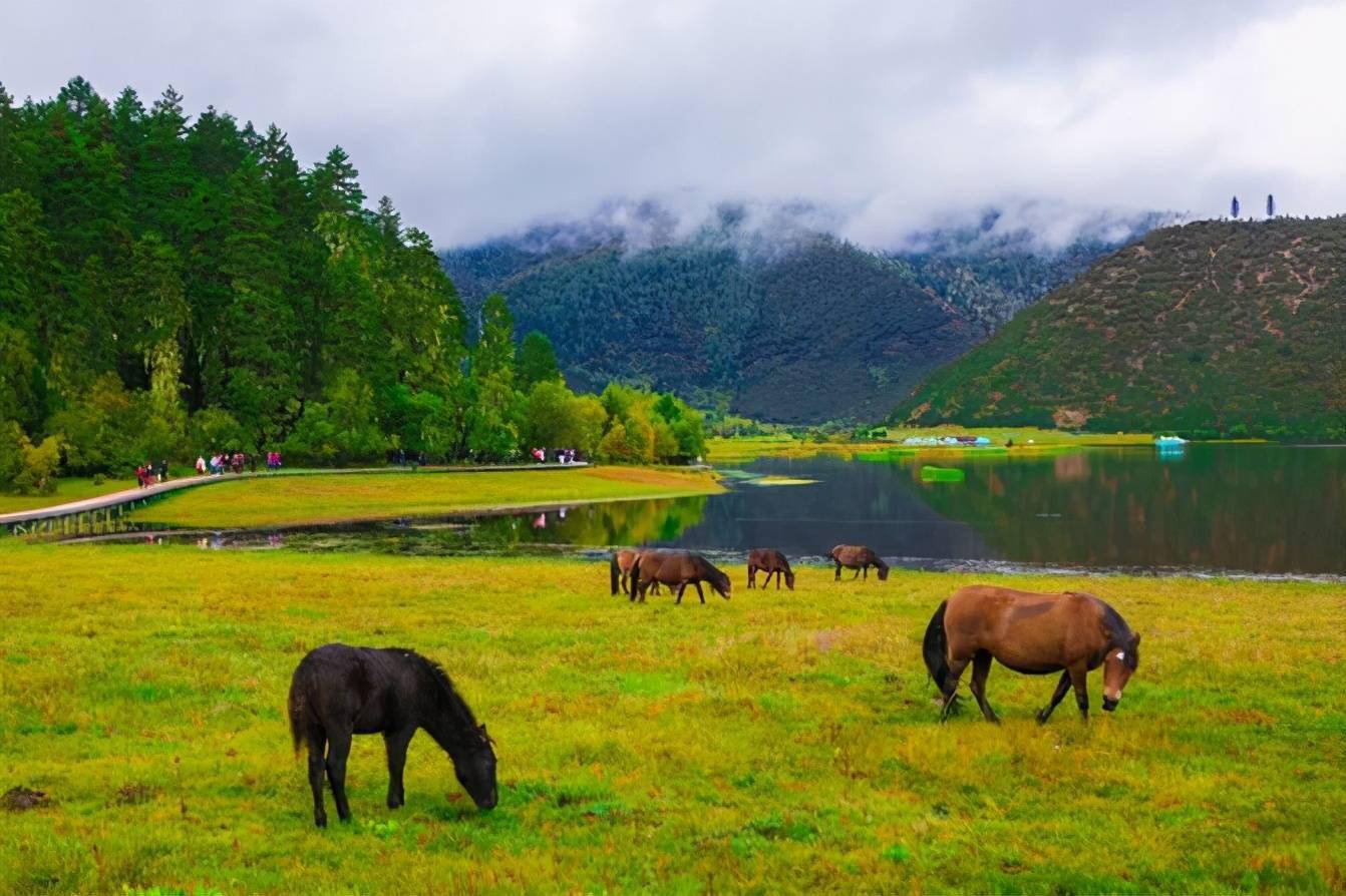 高原明珠——香格里拉普达措国家公园,目之所及,皆为美景_森林