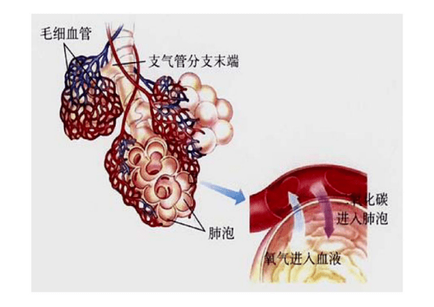 圖4: 肺泡與毛細血管的氧氣的交換圖5: 肺泡與血管之間o2的流動方向眾