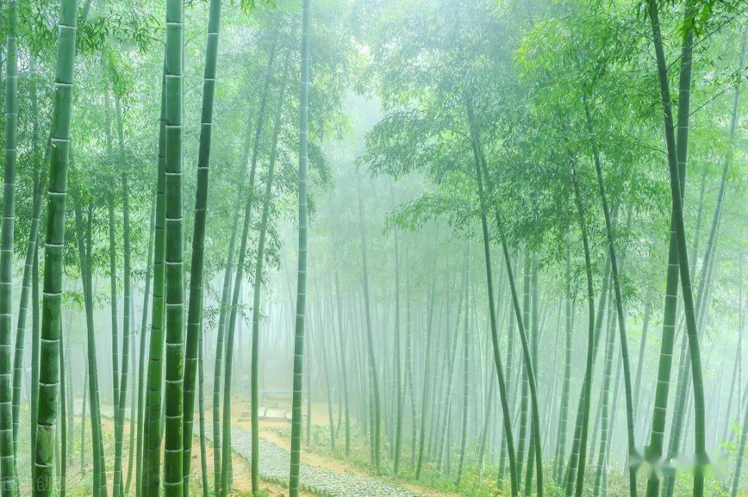 竹林壁纸养眼图片