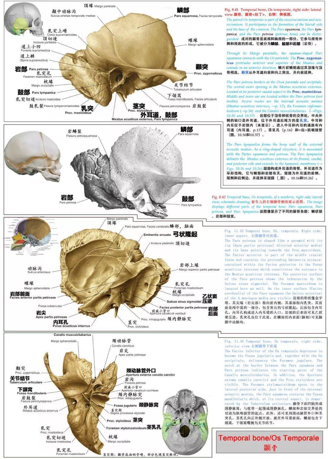 必点收藏 | 超精致全套颅骨图谱_解剖