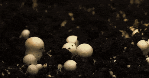 493_258gif 动态图 动图