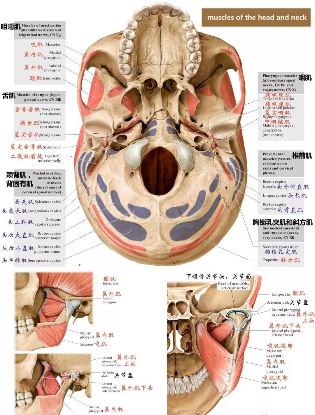 额部解剖层次图片