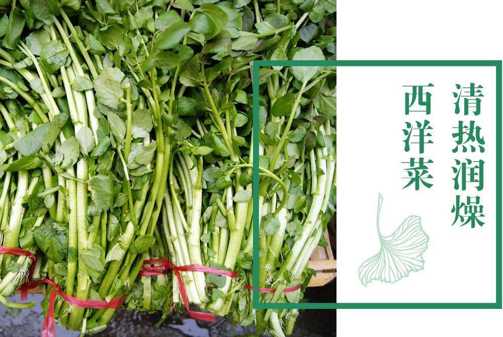 台湾西洋菜营养价值图片