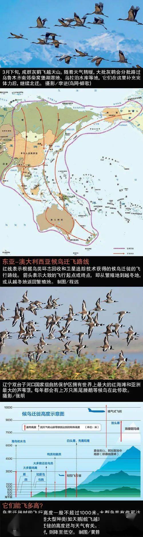 全球候鸟最多的迁徙路线，就经过中国_西亚