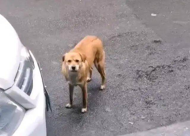狗狗被绝育后，连续3个月，天天到宠物医院门口“骂”医生……