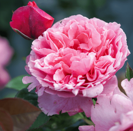 新品种一款接近完美的莉娜雷诺月季