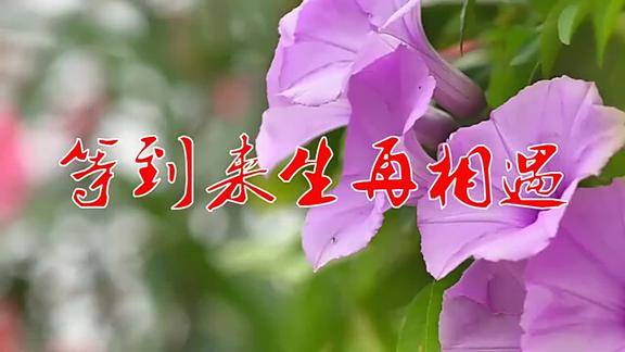 经典网络歌曲等到来生再相遇唱出草原柔情勾起了回忆