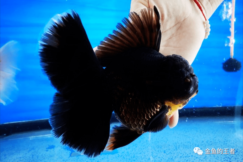 齐腮红一大筐喜欢的来自繁将军泰狮苗热出中