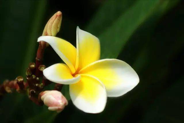 花语是未来充满希望的花(花语是未来充满希望的花有哪些)