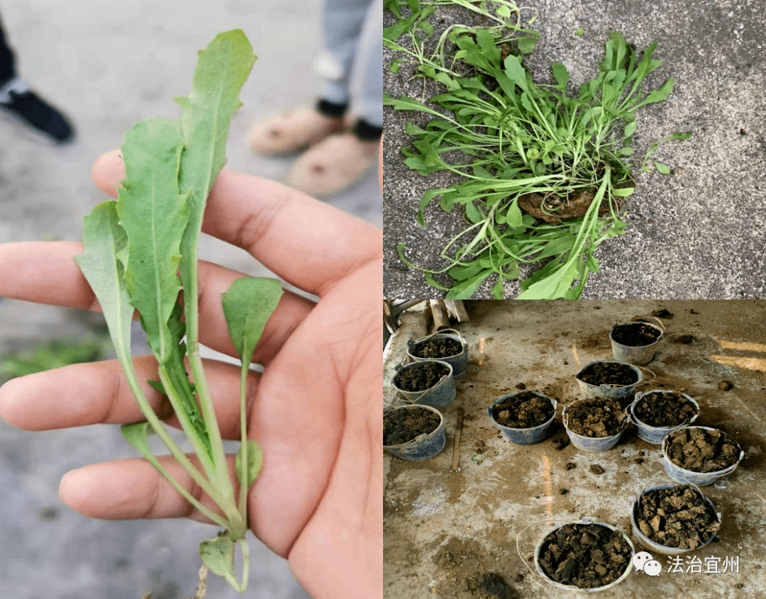 宜州:罂粟当药材私种被铲除