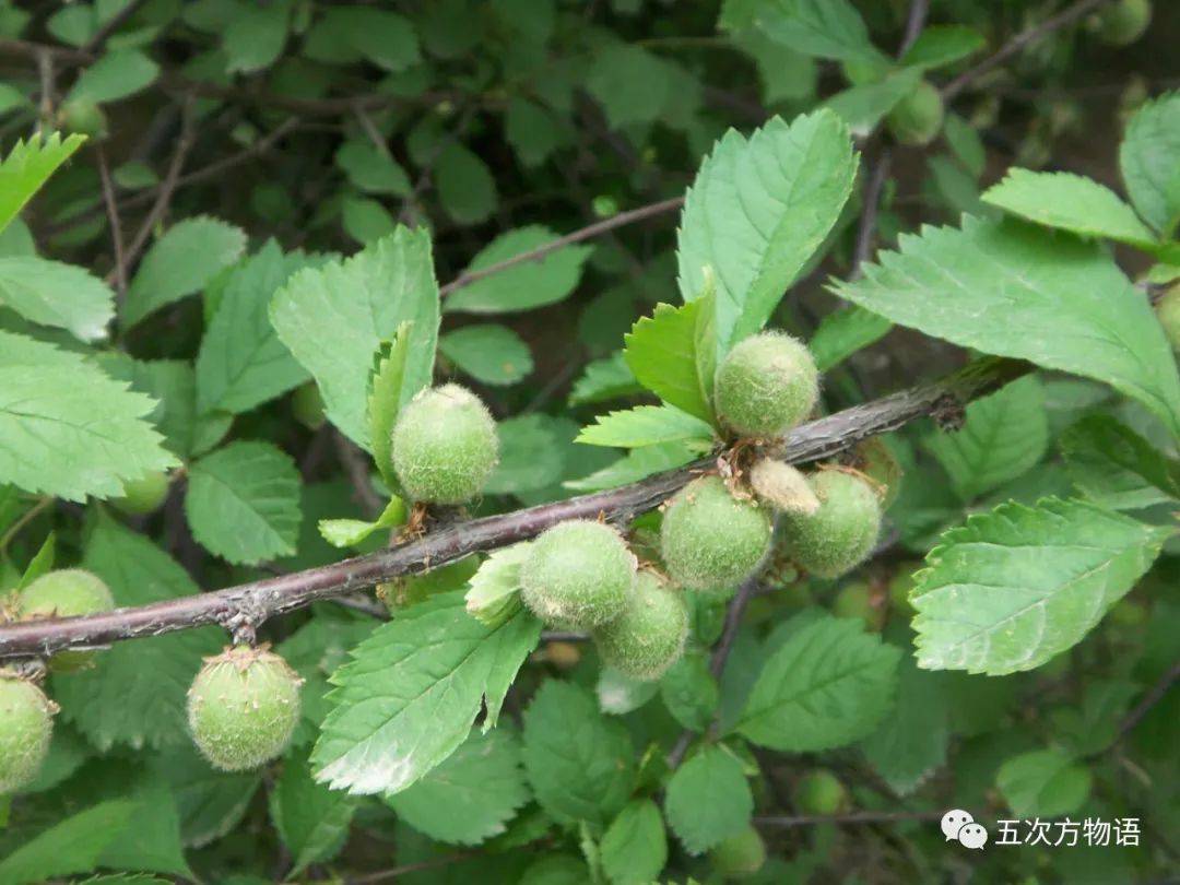 蔷薇科有4亚科,除去蔷薇亚科,绣线菊亚科主要是"  蓇葖果,稀蒴果"