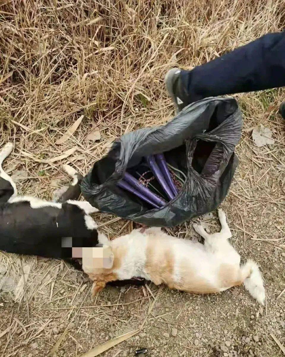 来安一男子偷狗,当场被抓!