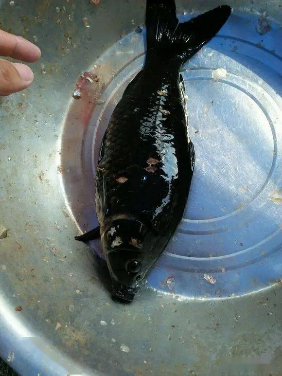 这鱼喝墨水了吗这么黑