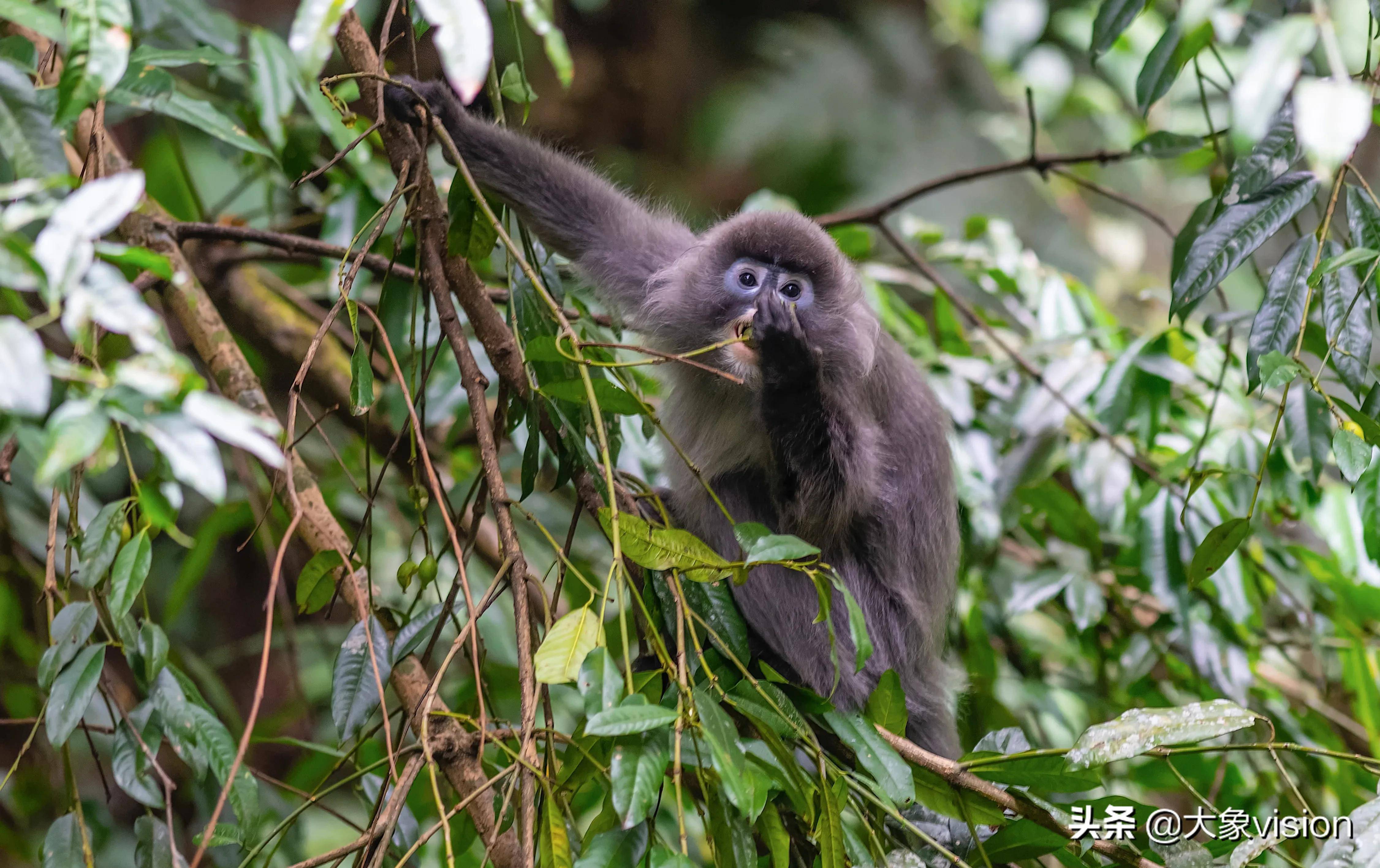 云南德宏11只金猴迎新春
