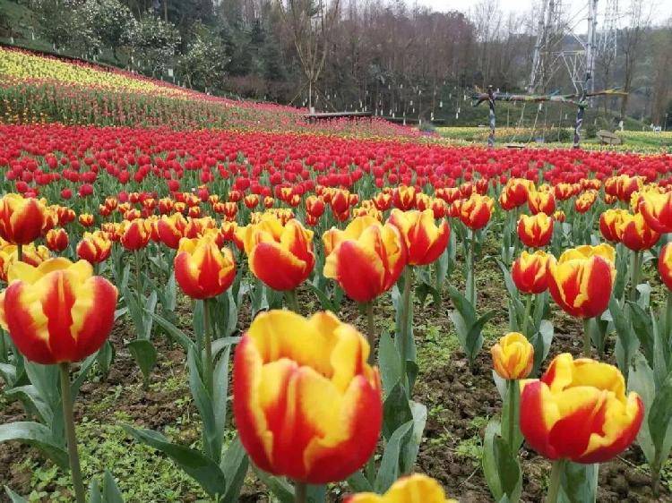 新春佳节将至,10万余盆鲜花扮靓园博园