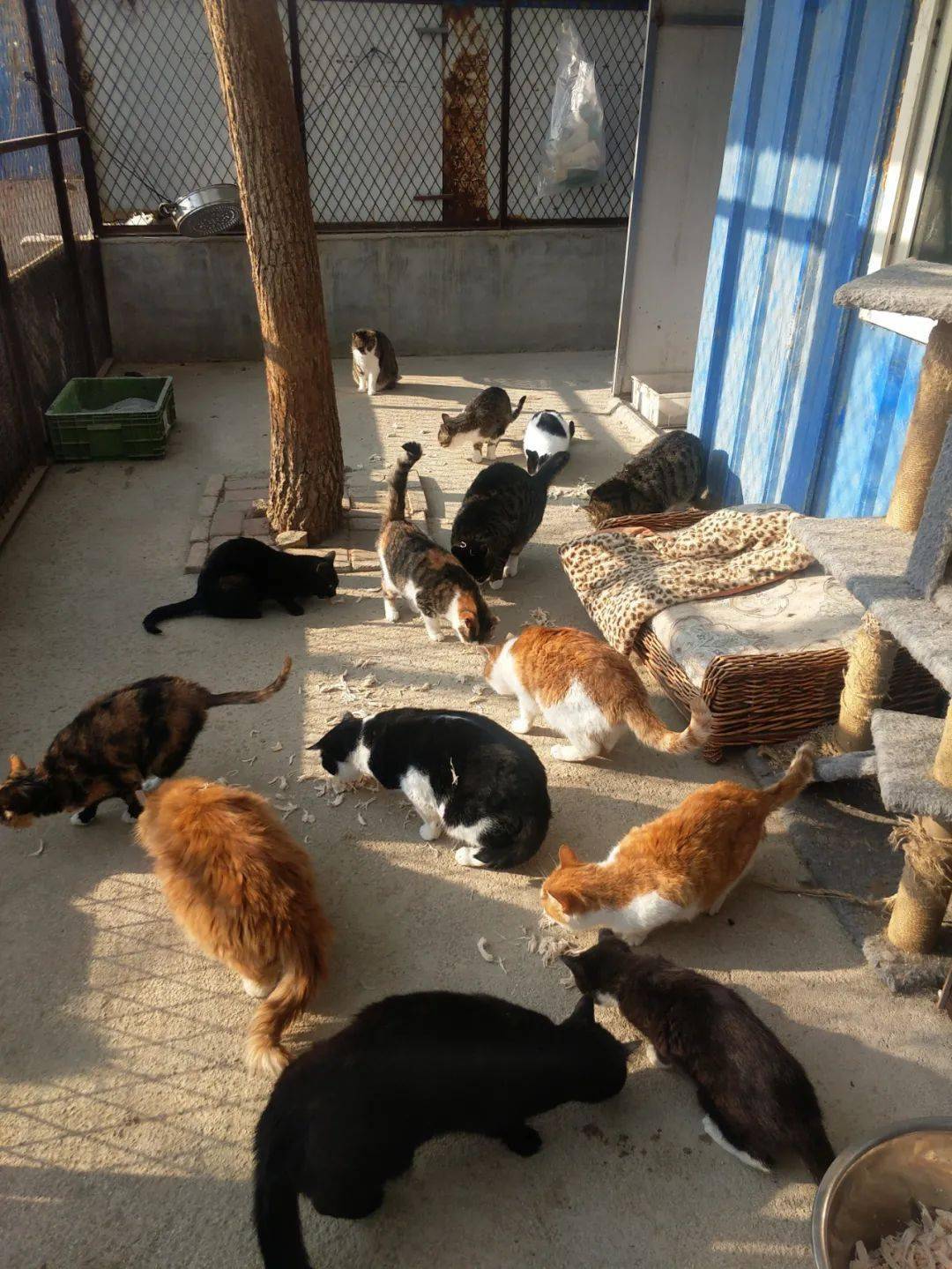 暖冬行动寒冬里的3千多只流浪猫狗已经断粮为它们筹一顿年夜饭