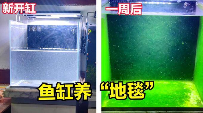 鱼缸灯测试成功一周布满绿苔金鱼要在绿色地毯上打滚了