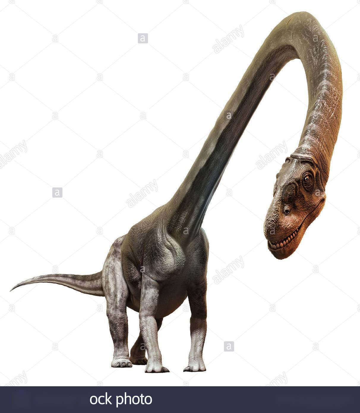 龙没什么两样,但是其化石上依然拥有独特特征,包括了所有荐前椎后凹
