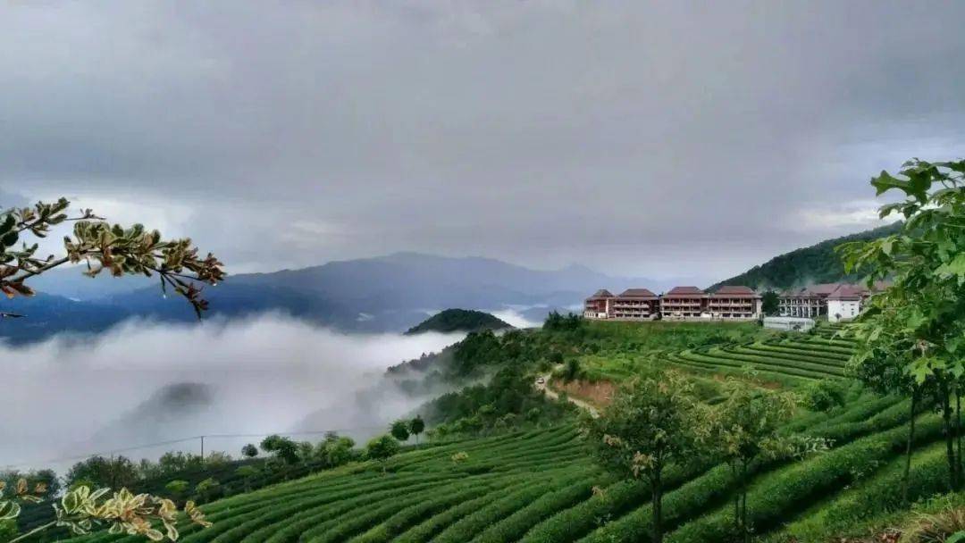 云南临沧市双江县冰岛村GDP_普洱春茶涨价趋势明显 业内呼吁价格回归合理