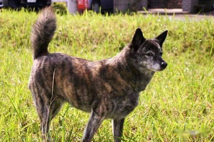 其实日本不止 忠犬八公 哟 柴犬