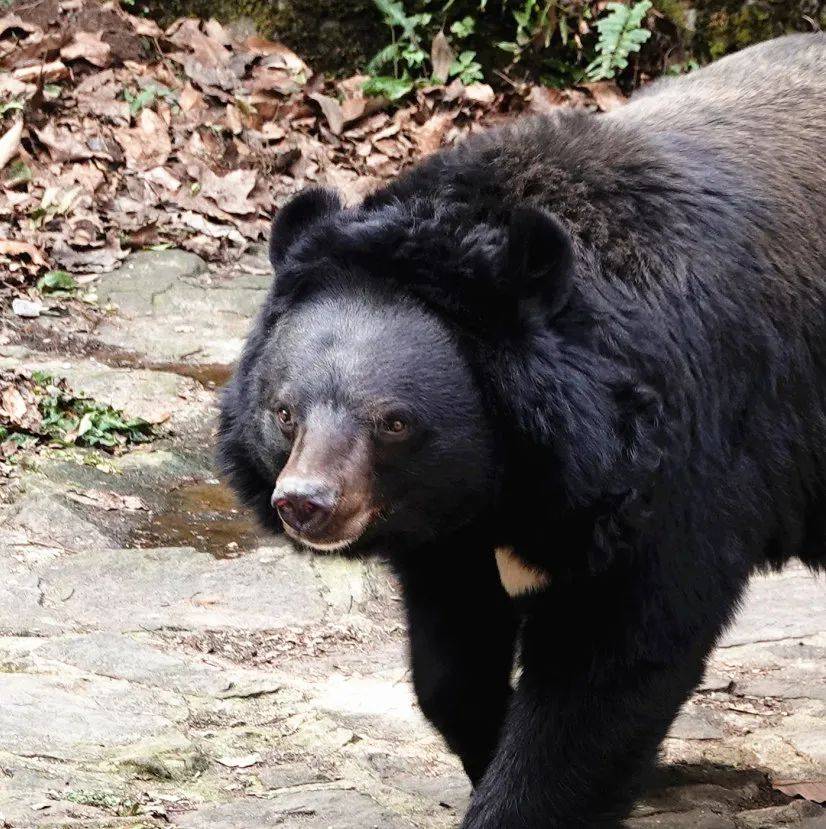 神奇动物在中国第二季第6讲黑熊动物界的全能型选手