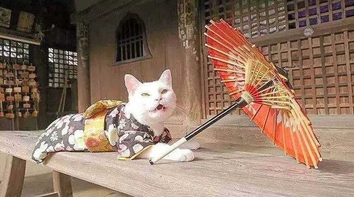 京都 猫猫寺 神像 住持都是猫 吸引无数猫奴朝拜 猫咪