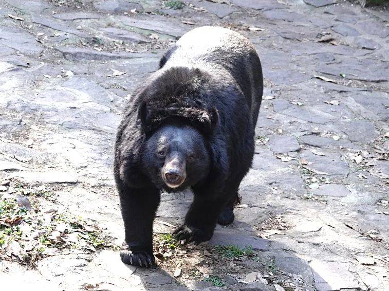 神奇动物在中国第二季第6讲黑熊动物界的全能型选手