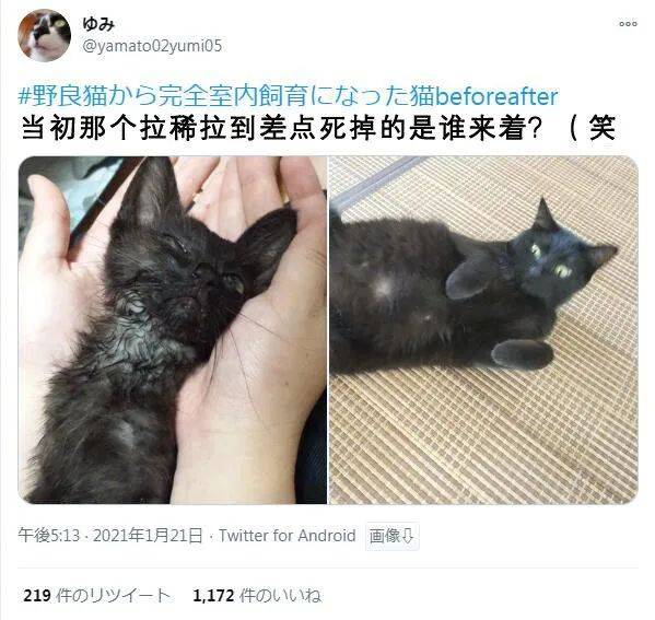 從流浪貓到喵主子……這變化到底有多大？ 萌趣萌寵 第4张