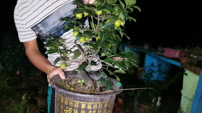 盆景金弹子价格表