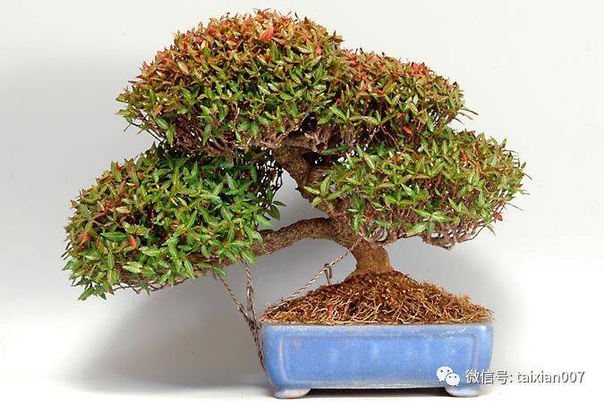 缩缅葛盆景