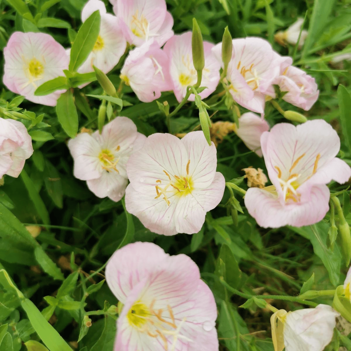 這種花好養,在土壤裡面撒上點種子就能生根發芽啦~四,紫茉莉在農村