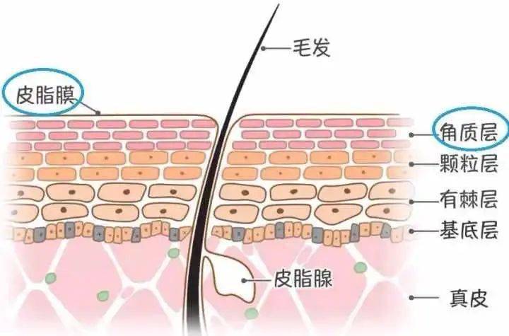 今天喵姐来为大家揭晓这个世界级答案肌肤生理结构