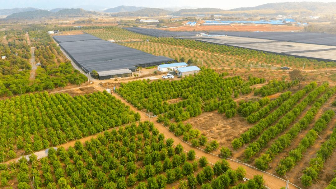 香甜多汁细嫩无渣果园直销英德扶贫产品蜜汁沃柑新鲜上市