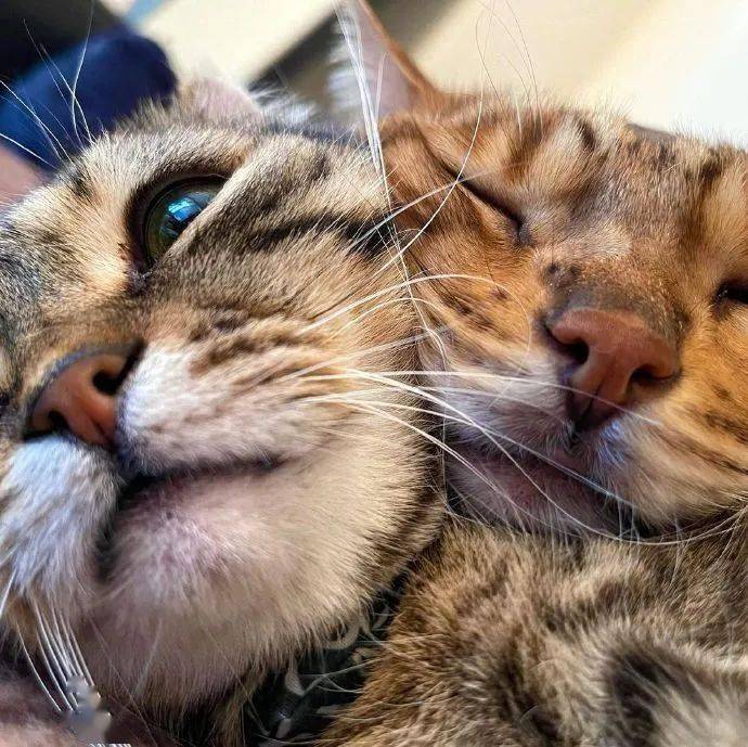 两只猫超污表情包图片