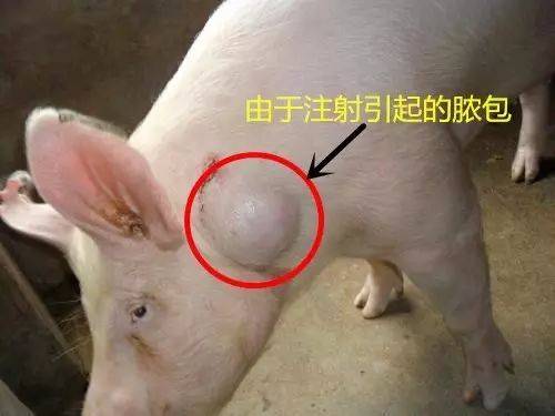 给猪注射时候小猪尽量双腿夹住身子,一手抓住耳朵或者头部挤到一侧