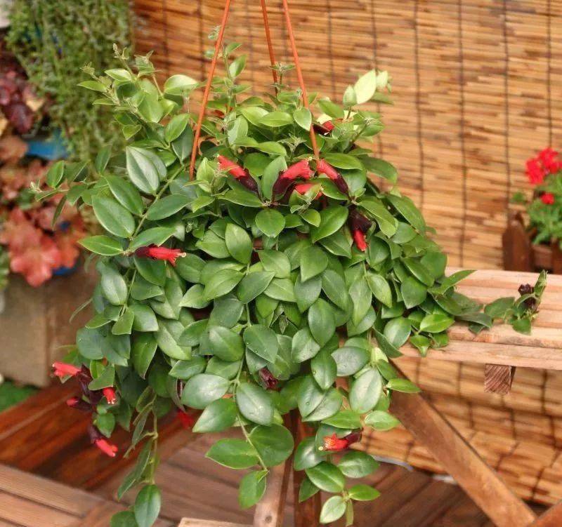 10种耐阴花品位高上档次一养就上瘾