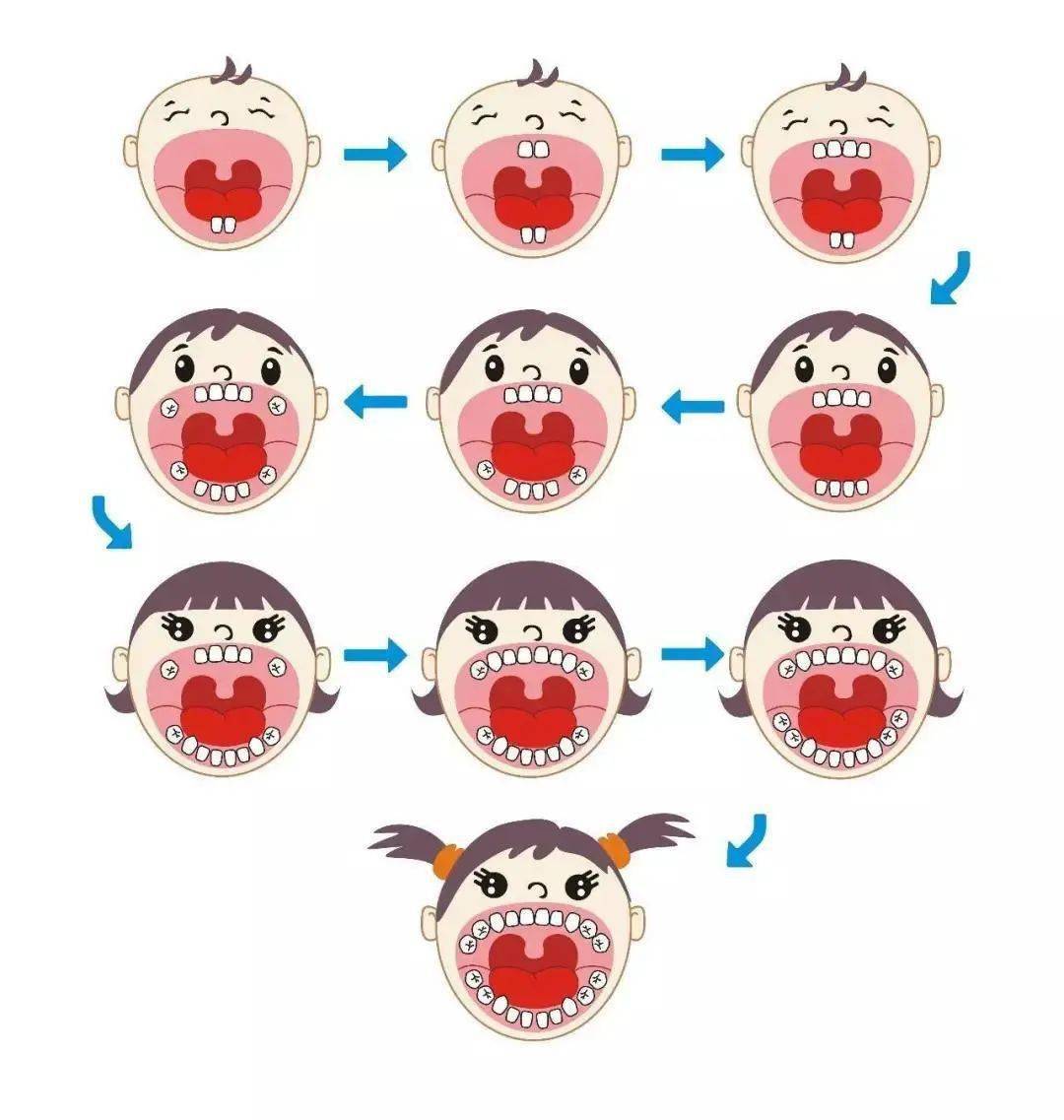 乳牙成长的顺序:乳牙的成长大致有一定的顺序,下颚前门牙首先会萌发