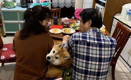 父母和阿柴拍全家福叫網友來拍，他拍一半突然醒悟：我才是親生的啊！ 萌趣萌寵 第3张