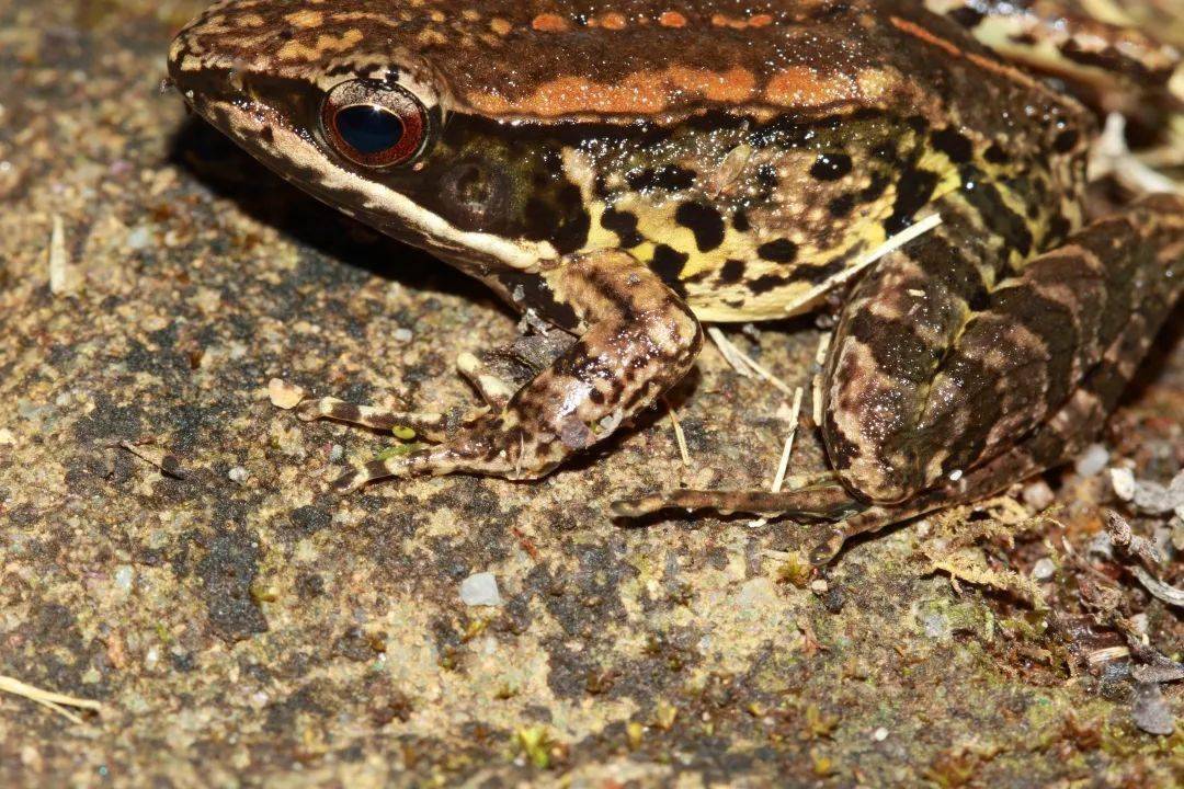 在梅花山自然保护区又发现福建新记录种粤琴蛙