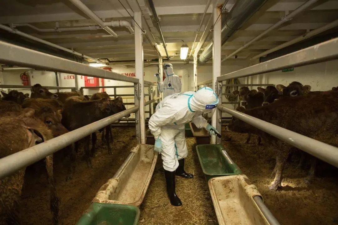 一篇让你搞懂进境种用大中动物检疫