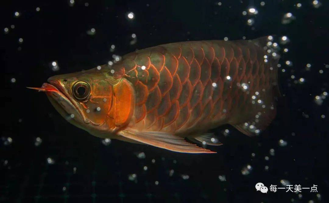 龙鱼| 生意兴隆,年年有余