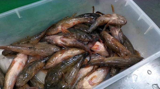 糟溜塘片最难的就是那么小的塘鲤鱼厨师是怎么片片的见识了