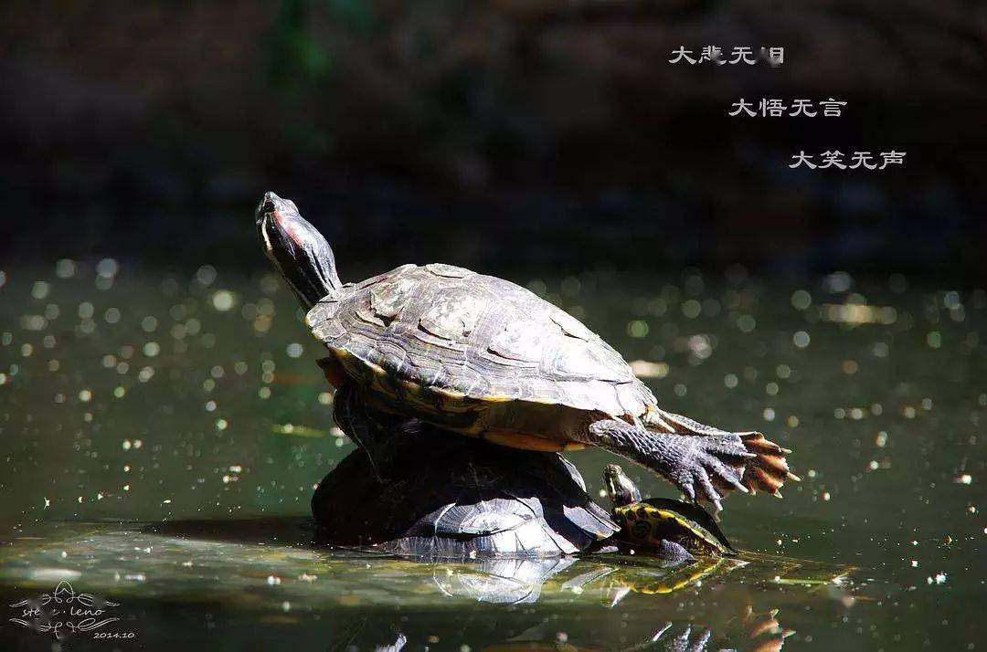 奇观动物拜佛千年一见佛法无边感天动地