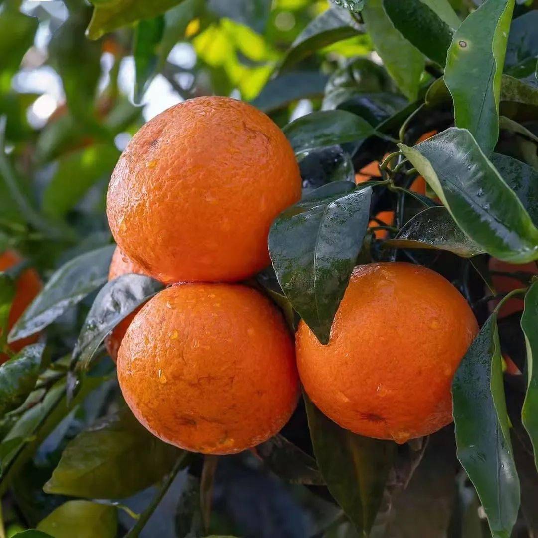 潮州柑亮相广州塔