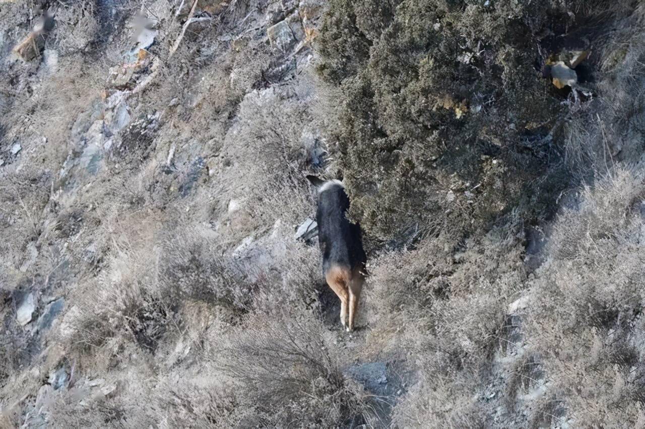 广东发现珍稀动物“四不像” 红外相机拍下它觅食罕见画面（图）