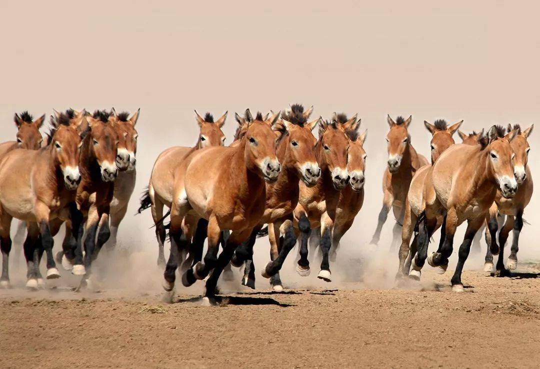 比大熊猫还珍贵,昨天这些马火了_野马