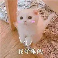 史上最慘，女孩看了會暈厥的大型養貓災難片！ 萌趣萌寵 第9张