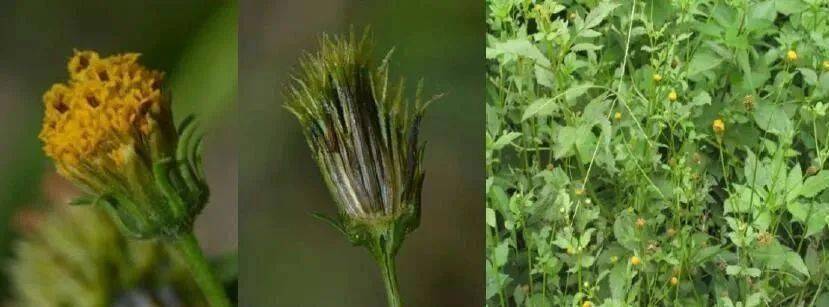 外来物种入侵影响几何 生物