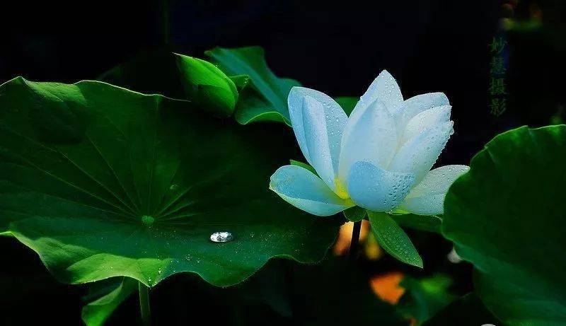 每日音乐一朵青莲